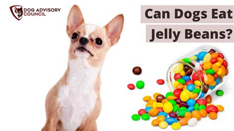 are jelly beans toxic to dogs|dog food jelly bean.